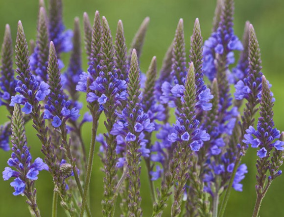 vervain plant 2